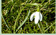 Blume